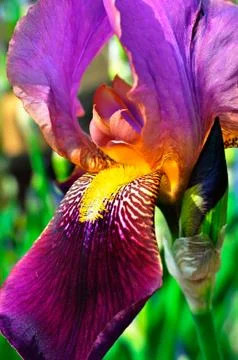 Iris with language Stock Photos