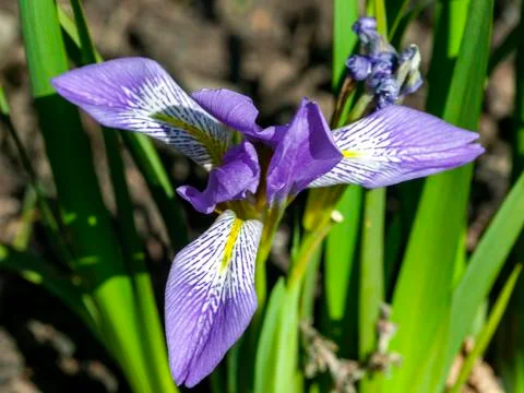 Iris lazica Stock Photos