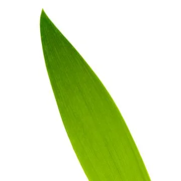 Iris leaf up close. Stock Photos