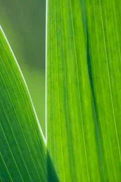 Iris leaves, close-up Stock Photos