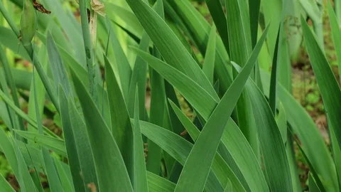 Iris Leaves Stock Footage 74721075