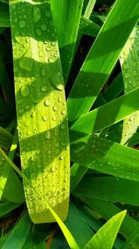 Iris leaves large drops of dew in the early morning Stock Photos