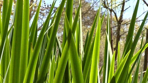 Iris Leaves in Slow Motion Stock Footage 105069326