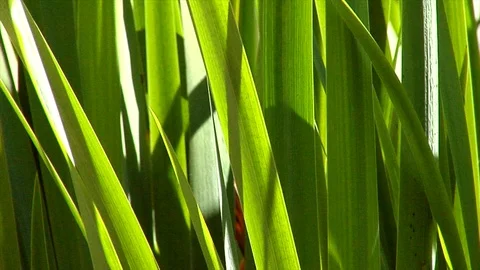 Iris Leaves With a Spring Glow Stock Footage 105066292