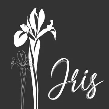 Iris for logo, decorations, card. invitation. Hand drawn white line and silho Stock Illustration