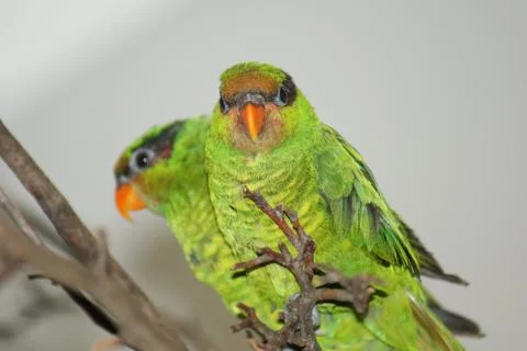 Iris Lorikeet - Psitteuteles iris Stock Photos