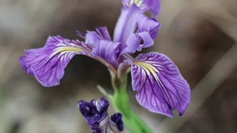 IRIS MISSOURIENSIS BLOOM Stock Footage 164927834