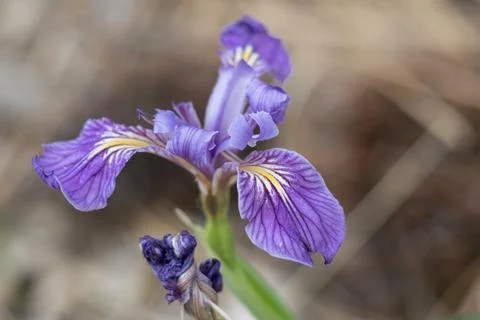 IRIS MISSOURIENSIS BLOOM Stock Photos