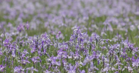 Iris Missouriensis Stock Footage 245956208