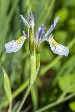 Iris missouriensis Stock Photos
