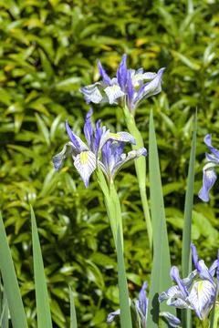 Iris missouriensis Stock Photos
