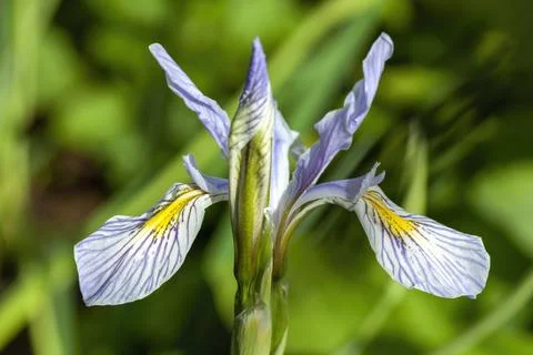 Iris missouriensis 스톡 사진
