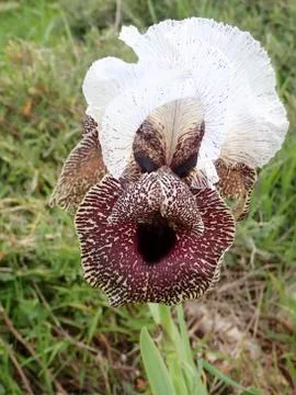 The Iris Nazareth Stock Photos