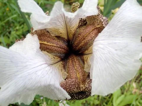 The Iris Nazareth Stock Photos