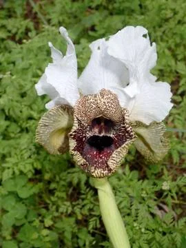 The Iris Nazareth Stock Photos
