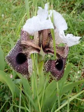 The Iris Nazareth Stock Photos