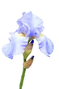 Iris pallida flower Stock Photos