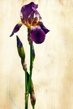 Iris on paper. Stock Photos
