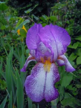 Iris (Perunika) Stock Photos