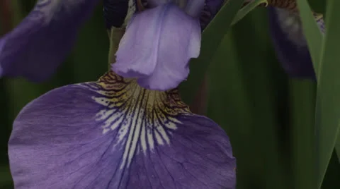 Iris petal, macro Stockbeeldmateriaal 23214602
