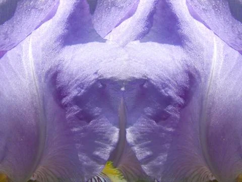 Iris petals background Stock Photos