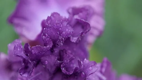 Iris petals under water drops in slow motion. Macro: purple flower in the rain 스톡 동영상 144276472