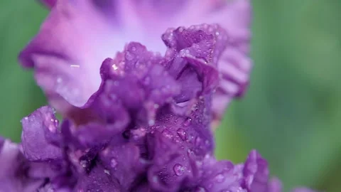 Iris petals under water drops in slow motion. Macro: purple flower in the rain Stock Footage 144276515