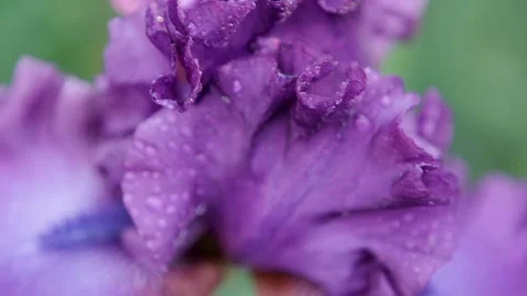 Iris petals under water drops in slow motion. Macro: purple flower in the rain Stock Footage 144276599