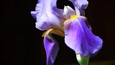 Iris Stock Photos