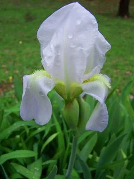 Iris Stock Photos
