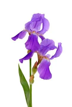 Iris Stock Photos
