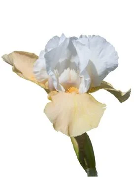 Iris Stock Photos