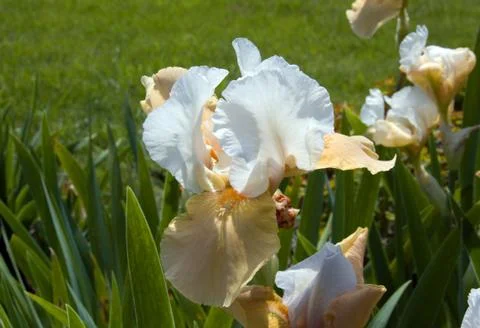 Iris Stock Photos