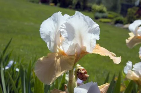 Iris Stock Photos