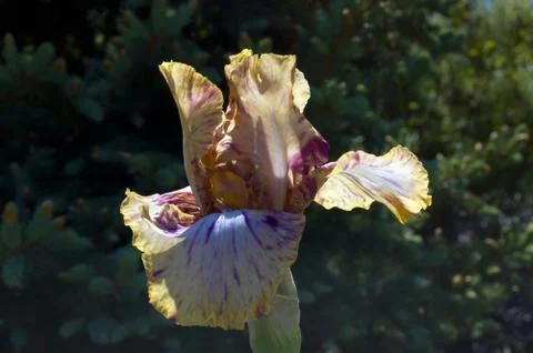 Iris Stock Photos
