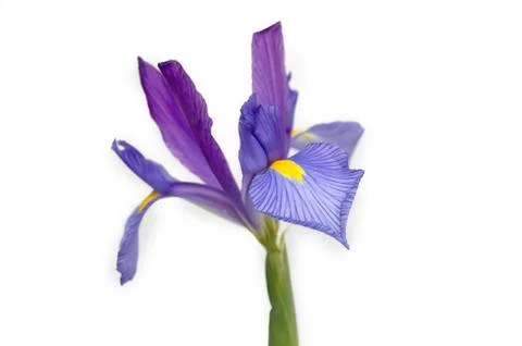 Iris Stock Photos