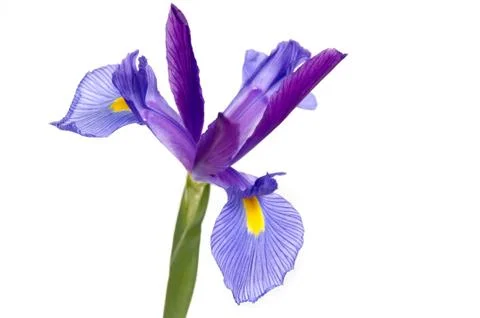 Iris Stock Photos