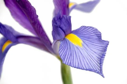 Iris Stock Photos