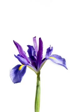 Iris Stock Photos