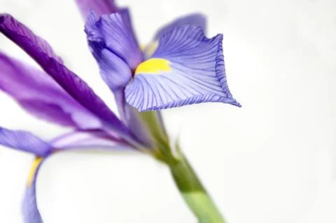 Iris Stock Photos