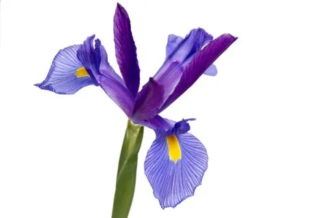 Iris Stock Photos