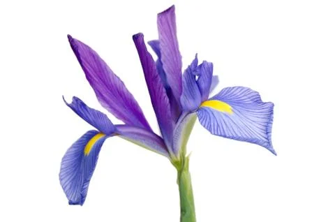 Iris Stock Photos