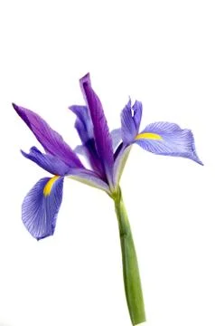Iris Stock Photos