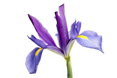 Iris Stock Photos