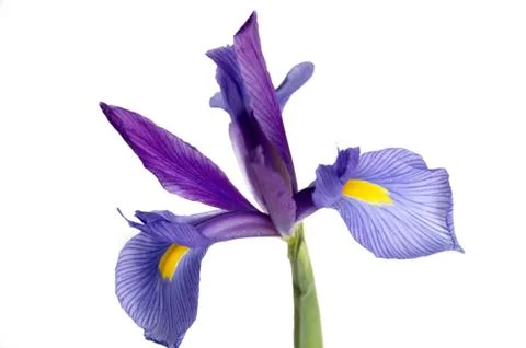 Iris Stock Photos