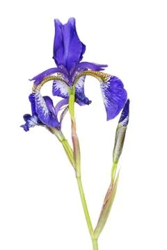Iris Stock Photos
