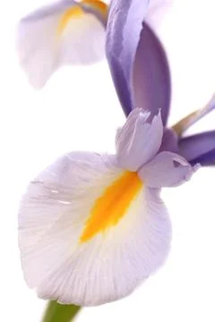 Iris Stock Photos
