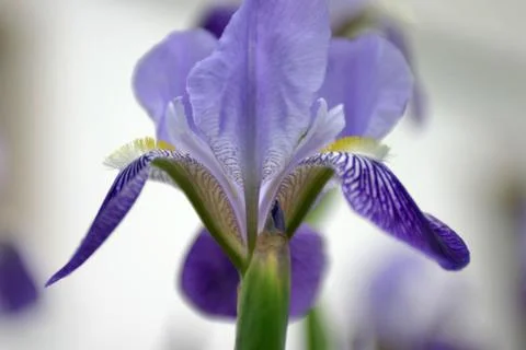 Iris Stock Photos