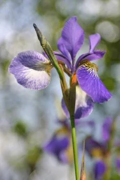 Iris Stock Photos