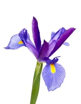 Iris Stock Photos